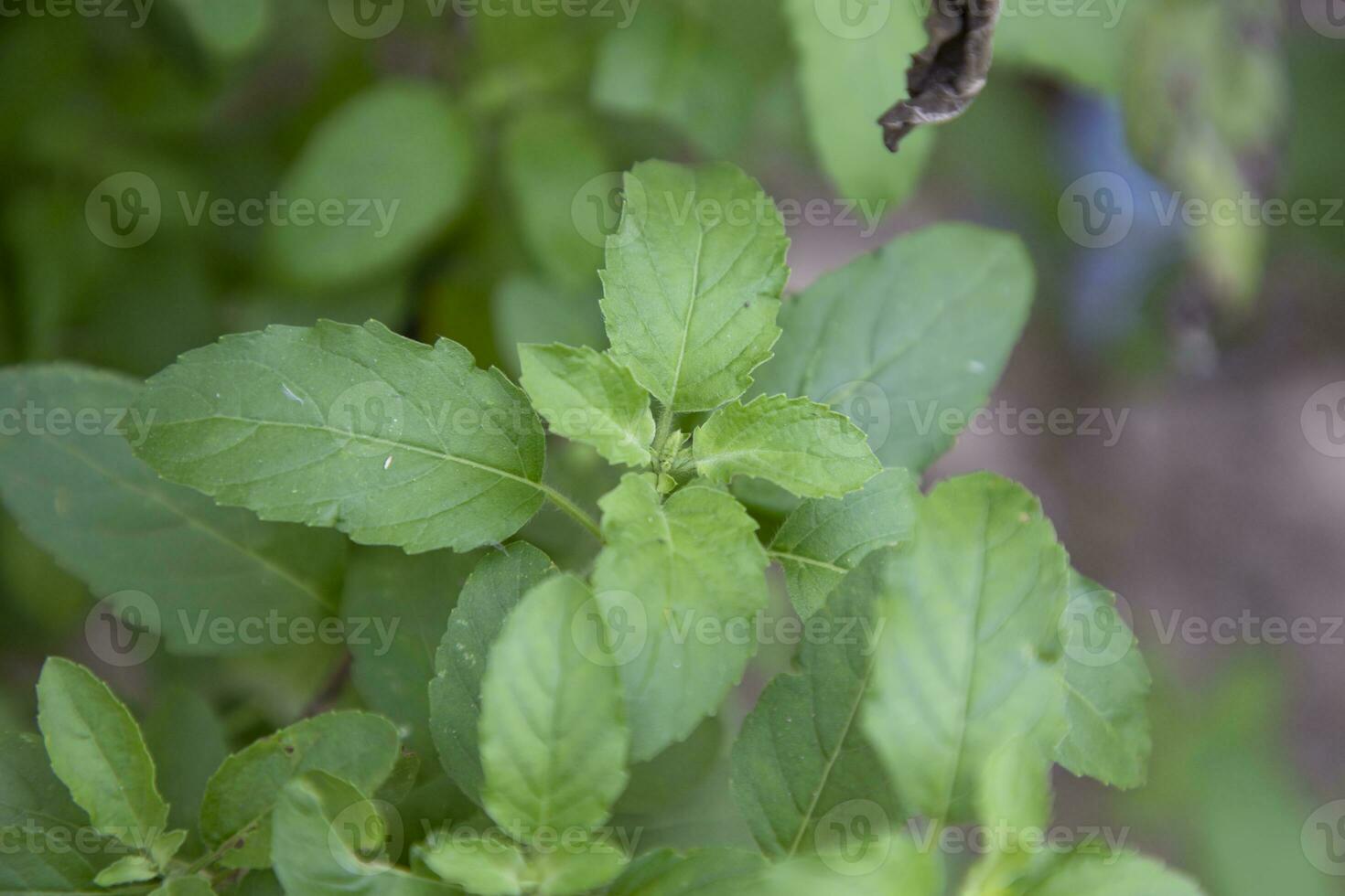 manjericão medicinal ou planta de folhas de tulsi orgânica verde foto
