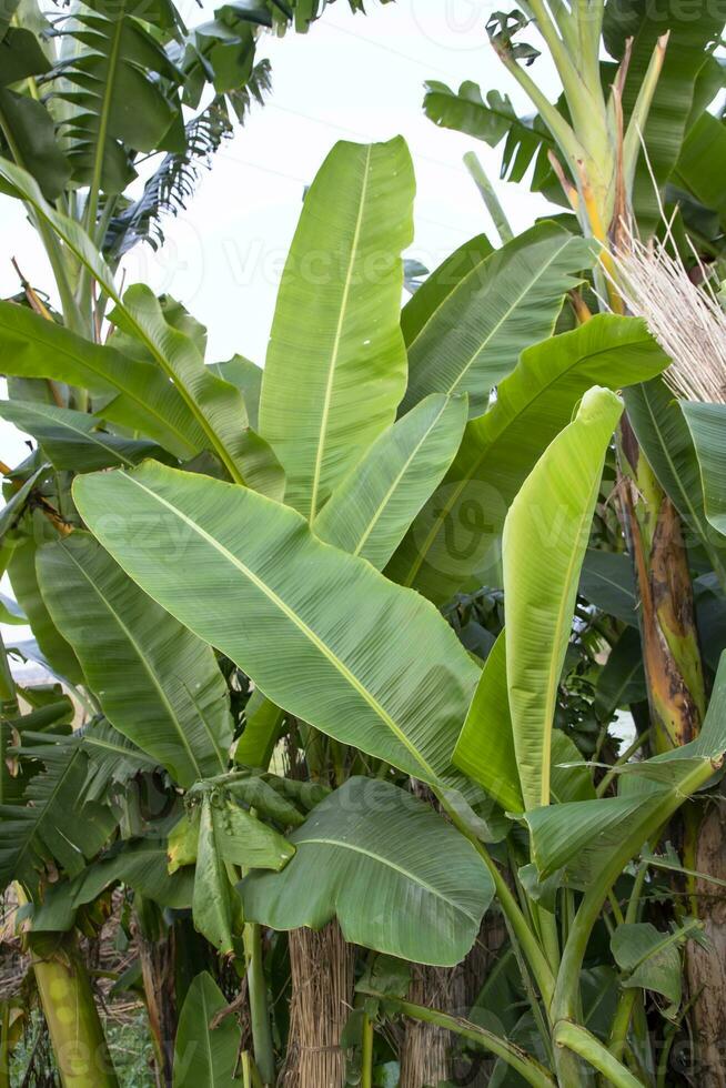 bananeiras verdes no jardim, plantação de banana, folhas de uma vista natural de banana foto