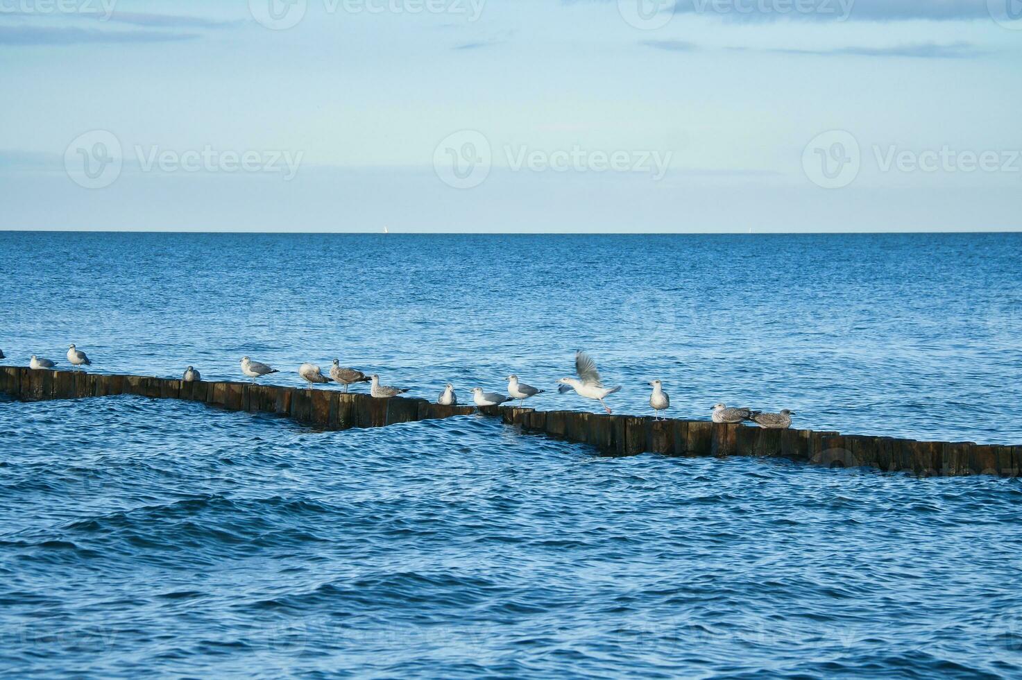 gaivotas em uma esporão dentro a báltico mar. ondas e azul céu. costa de a mar. foto