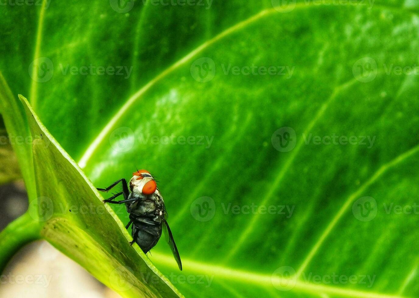 mosca doméstica. mosca isolado em verde folha fundo. inseto mosca em em verde folha. comum mosca inseto. foto