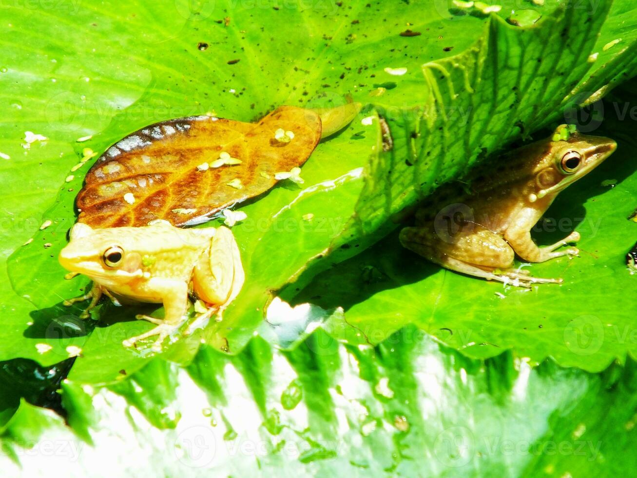 pântano rã em água lírio folhas. anfíbio criatura. ao ar livre lagoa com lótus folha em ensolarado dias. beleza do natureza. retrato do pequeno fofa rã sentado em verde folha foto