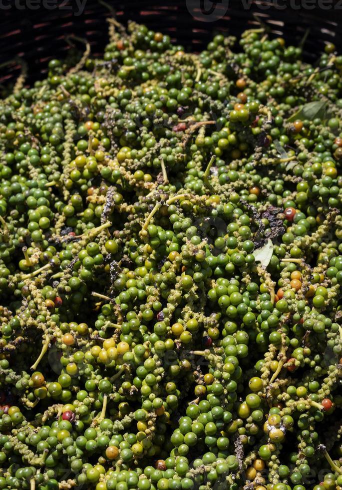 vagens de grãos de pimenta verde kampot orgânicos recém-colhidos no Camboja foto