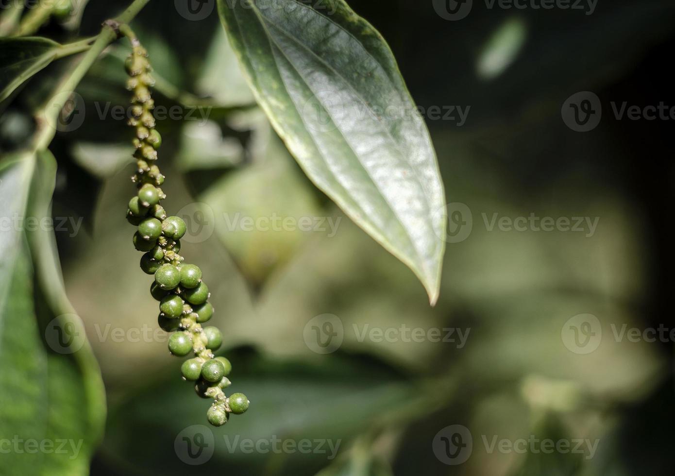 Vagem de pimenta crescendo em fazenda de pimenta orgânica em Kampot Camboja foto