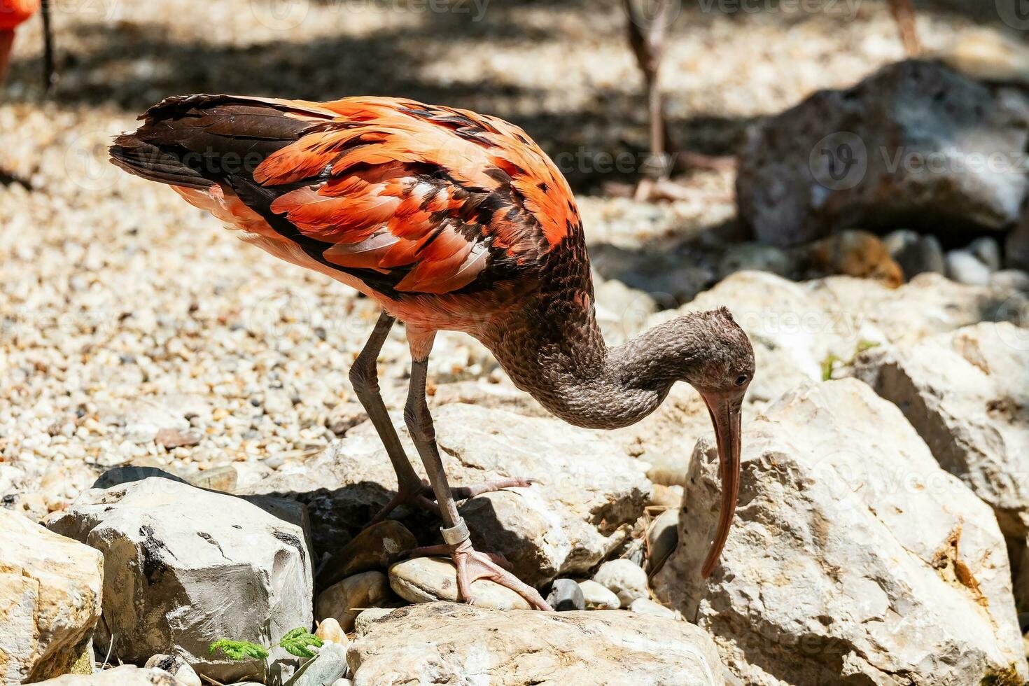 escarlate ibis. pássaros e pássaros. mundo aquático e fauna. vida selvagem e zoologia. foto