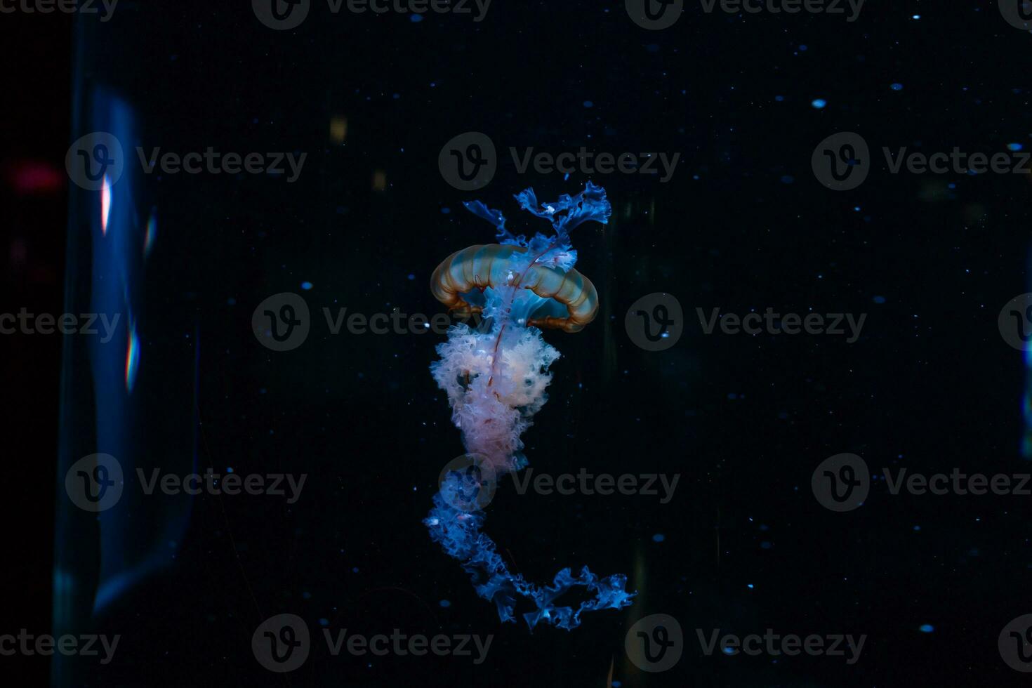 pequeno medusas iluminado com azul luz natação dentro aquário. foto