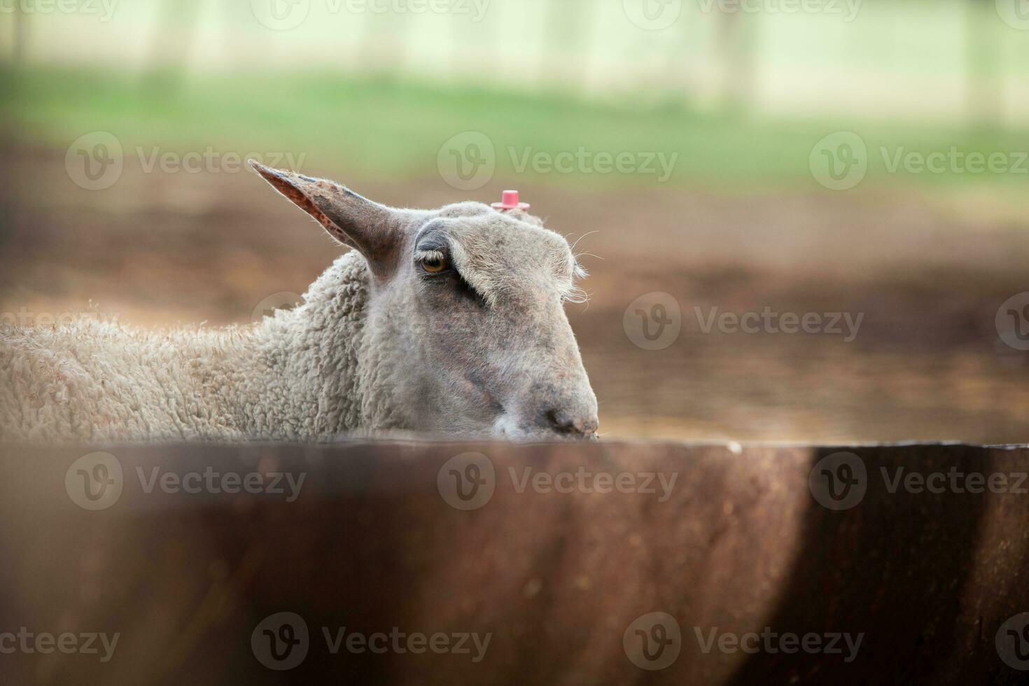 ovelha dentro a curral. ovelha animais de estimação em a Fazenda foto