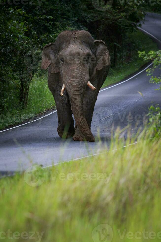 selvagem elefante caminhando em montanha estrada às khao yai nação parque Tailândia foto