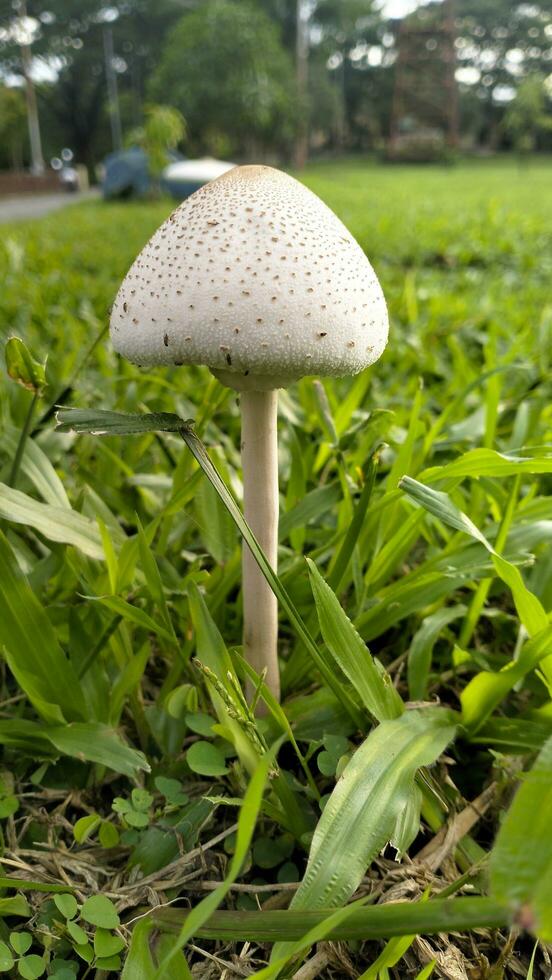 selvagem cogumelo fungo dentro uma campo do verde grama. lindo fechar-se do floresta cogumelos dentro grama, outono temporada. pequeno fresco cogumelos, crescendo dentro verde Relva outono foto