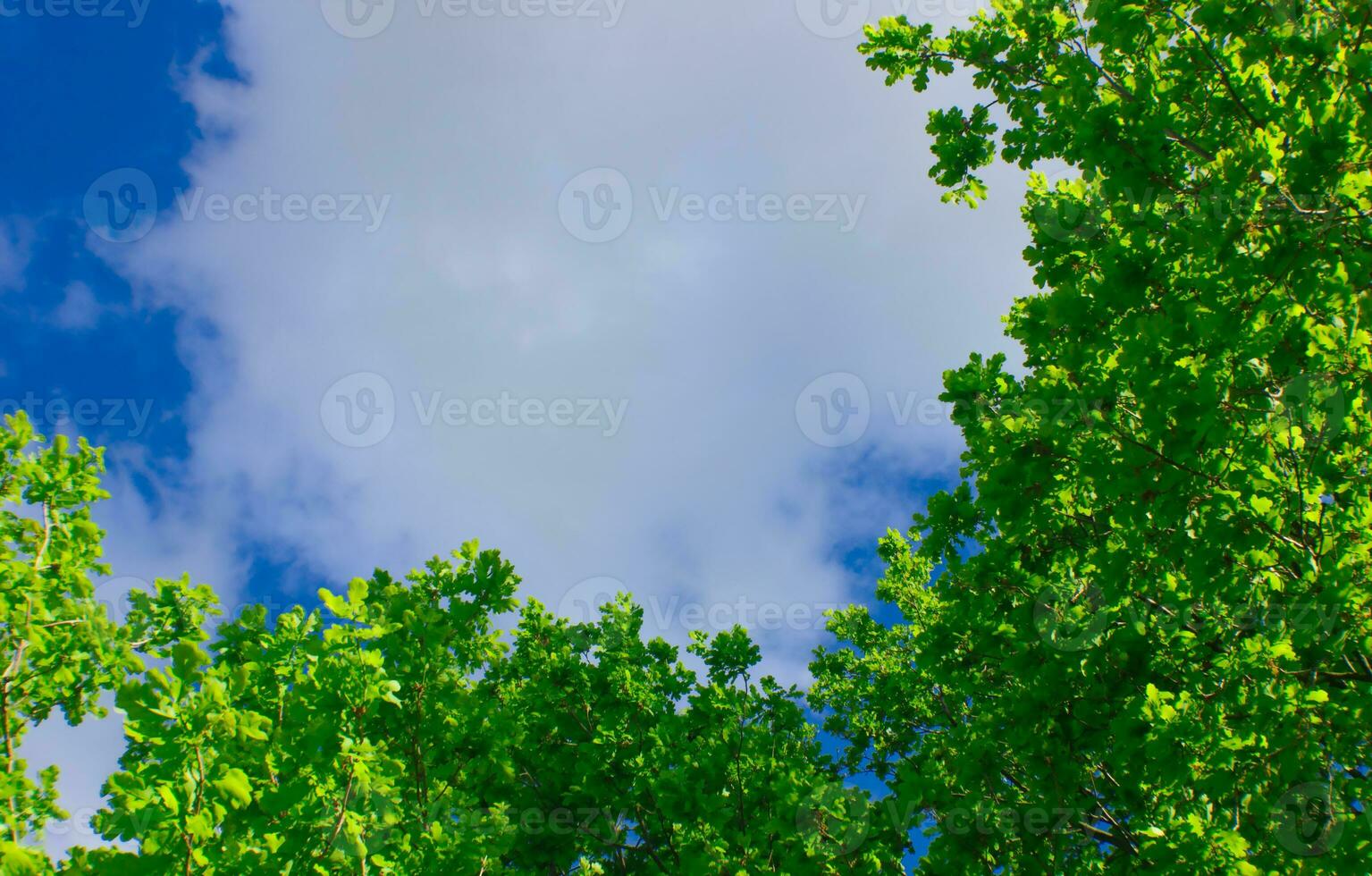 verde galhos em uma fundo do azul céu. cópia de espaço. natural papel de parede. foto