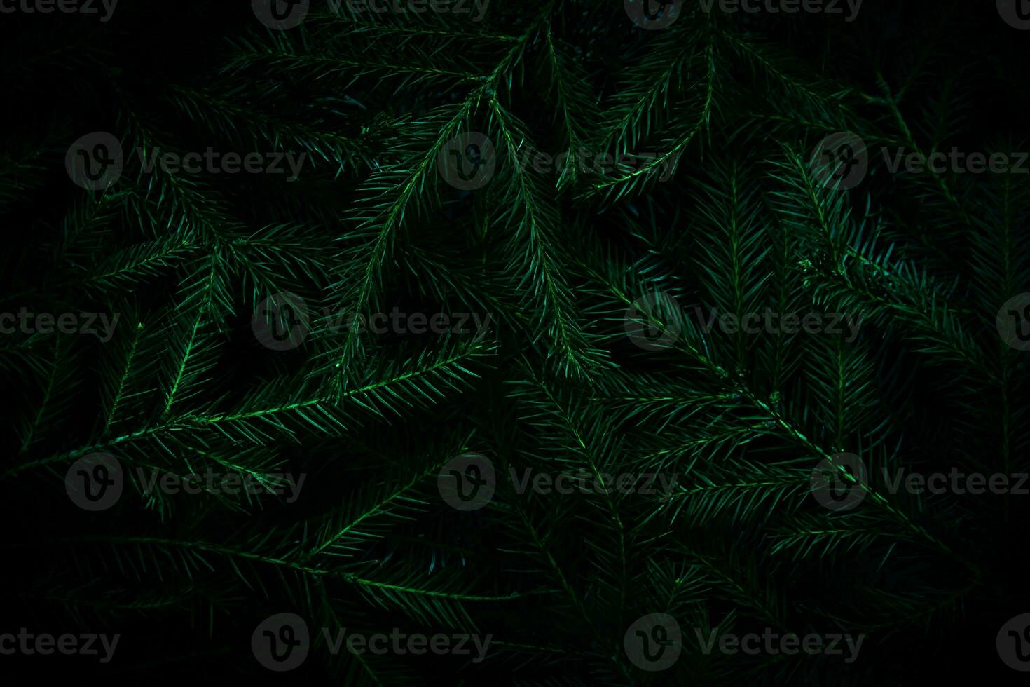 Natal árvore galhos. verde natural fundo. Natal fundo. natureza Novo ano conceito. foto