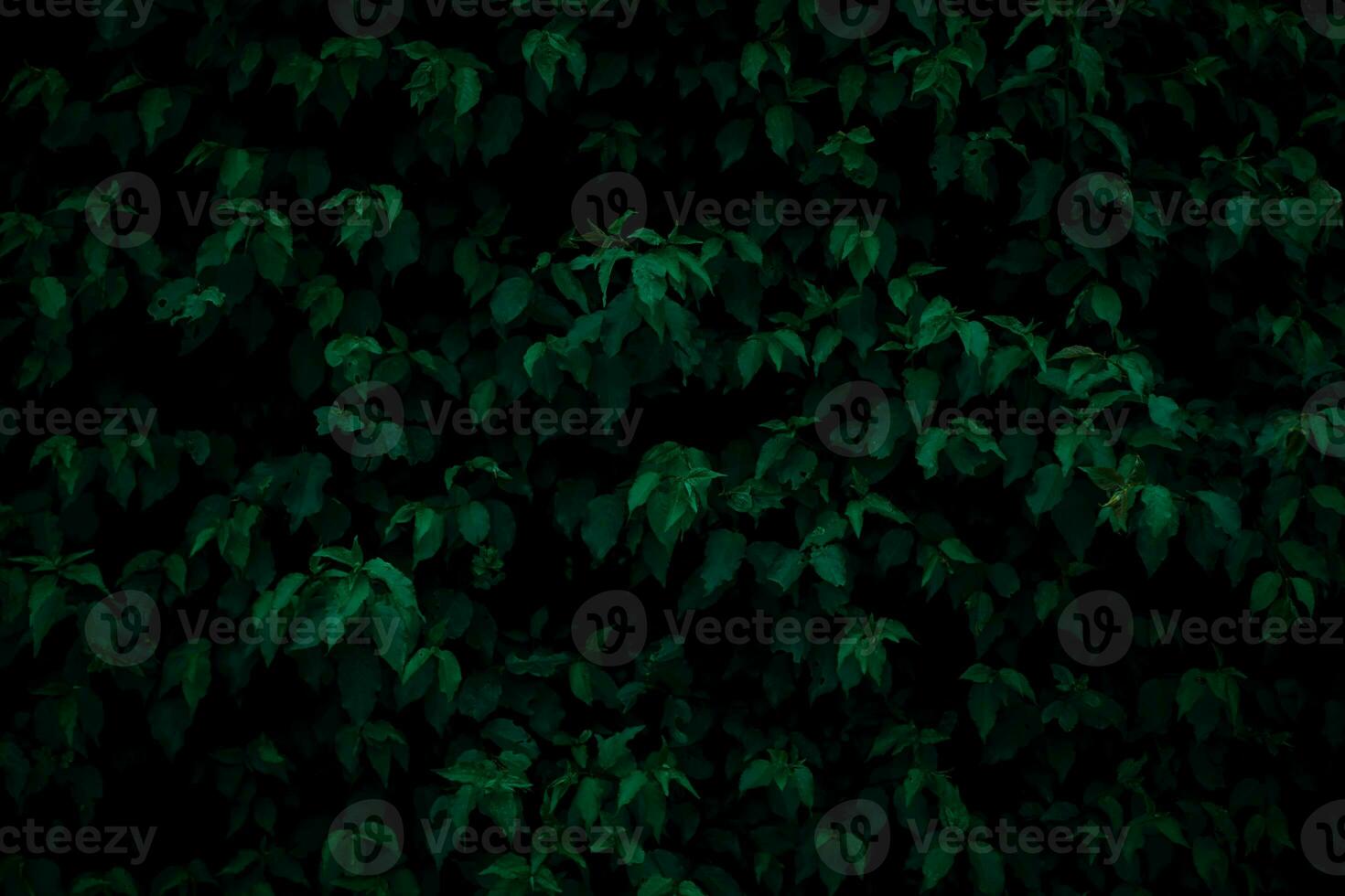 fundo com verde folhas. natural fundo para Projeto foto