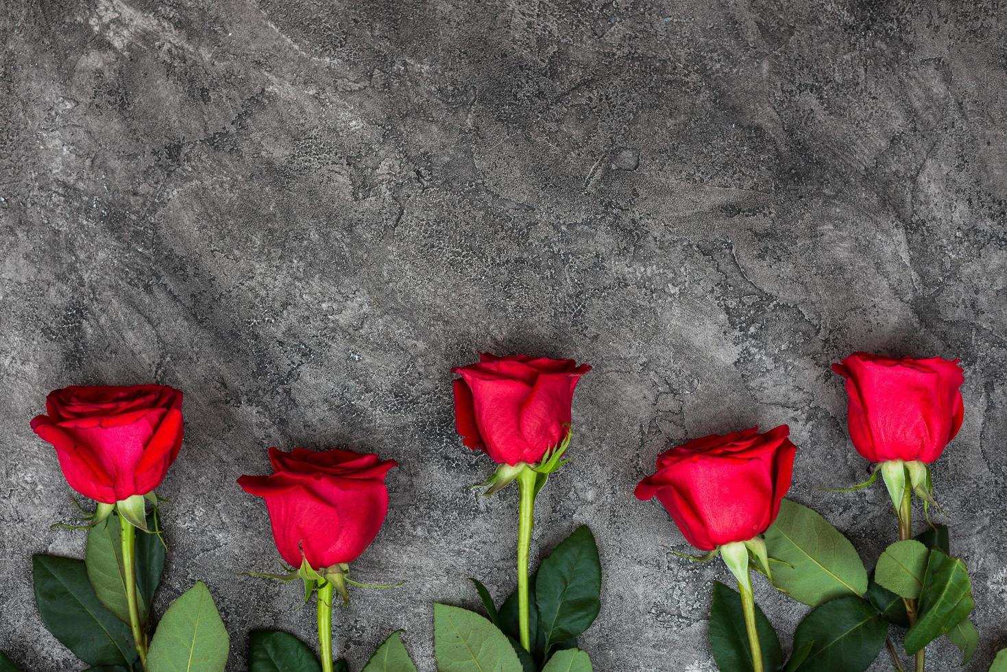 lindas rosas vermelhas frescas em um fundo cinza foto