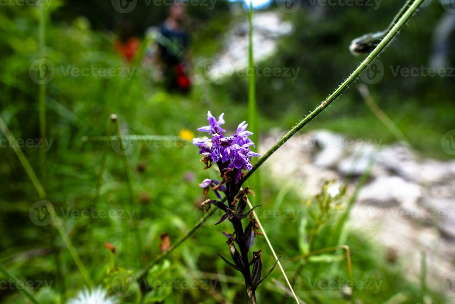 2023 7 29 ortigara dactylorhiza majalis.jpg foto