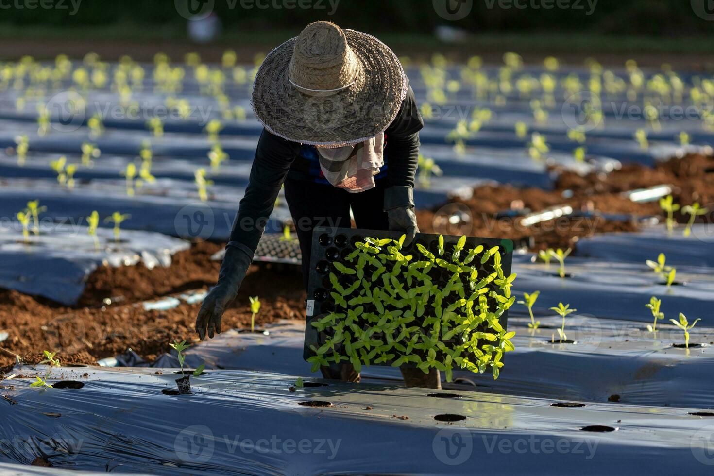 ásia agricultor é carregando bandeja do jovem vegetal plantinha para plantar dentro cobertura morta filme para crescendo orgânico plantar durante Primavera estação e agricultura conceito foto