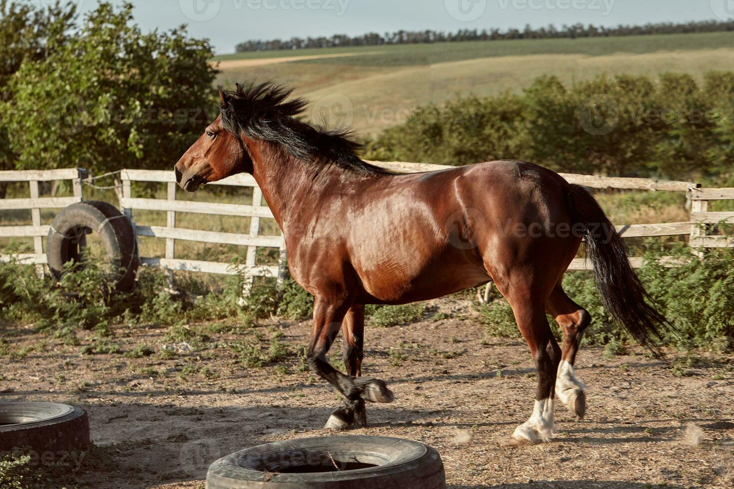 cavalo corrida dentro a Pomar, pasto em a areia dentro verão foto