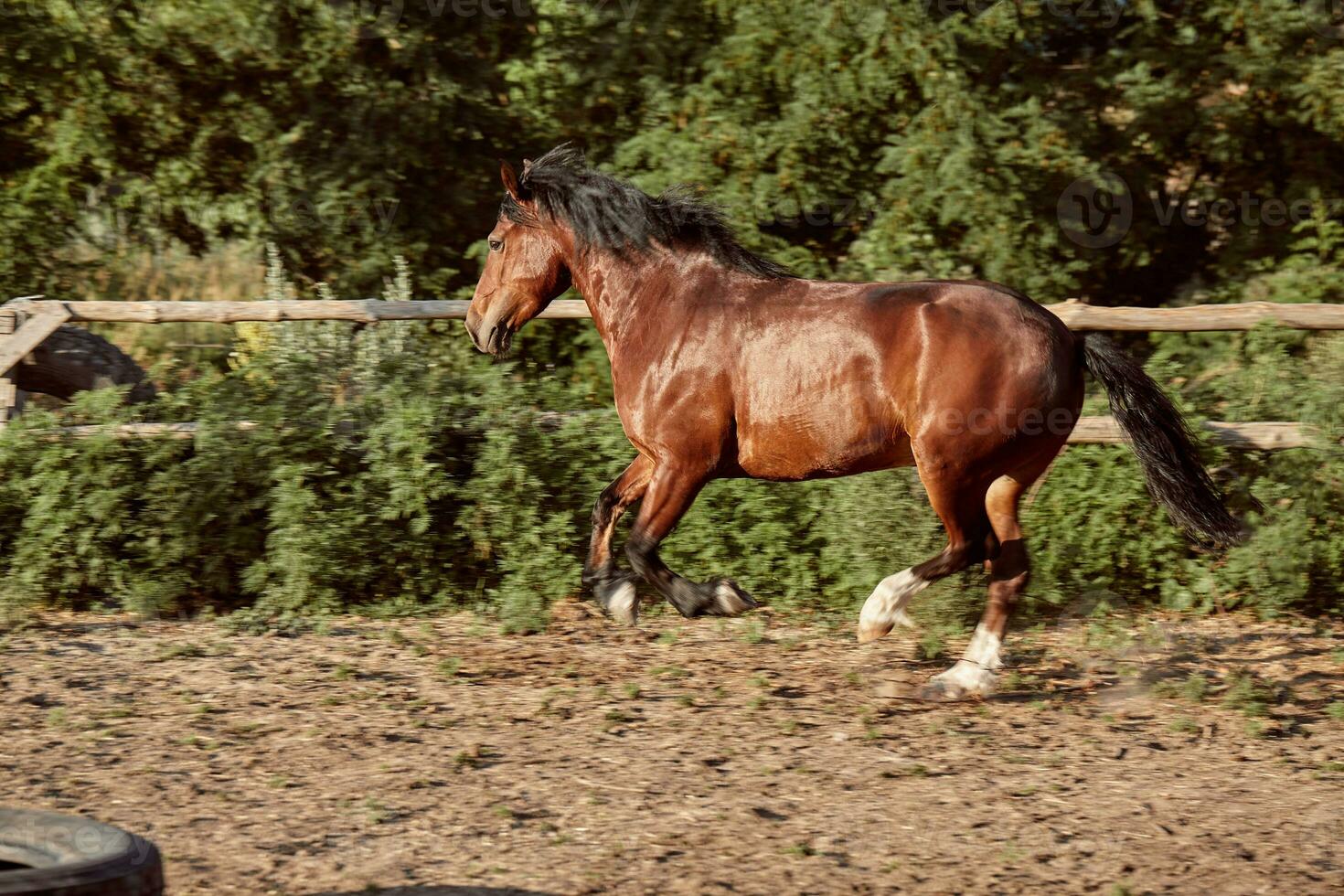 cavalo corrida dentro a Pomar, pasto em a areia dentro verão foto