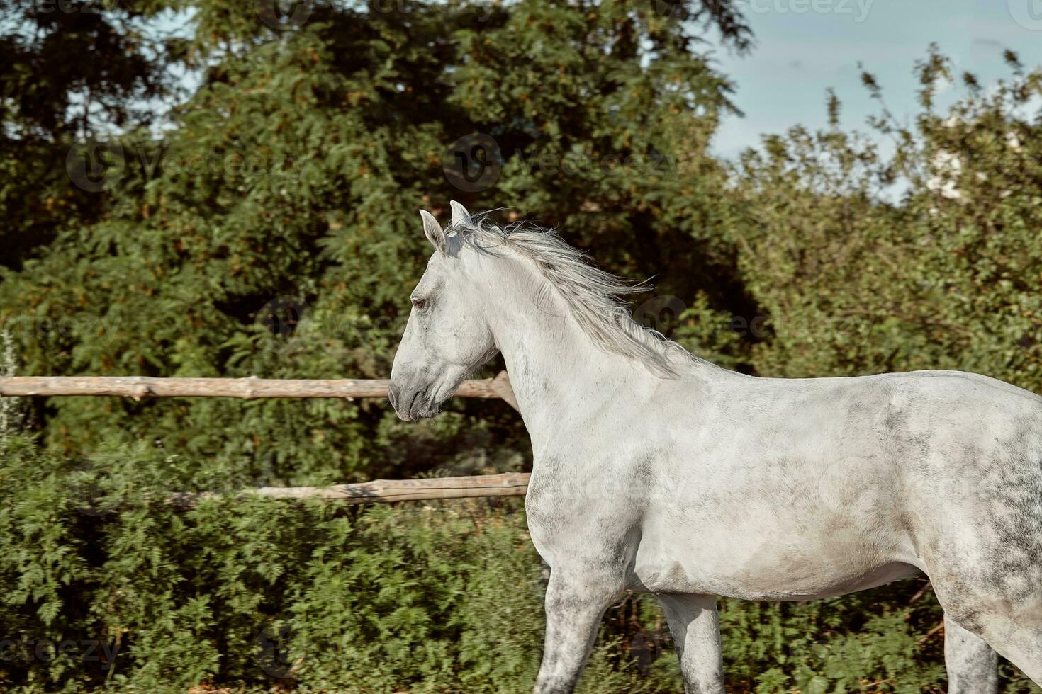 lindo, quieto, branco cavalo espera dentro Pomar, pasto foto