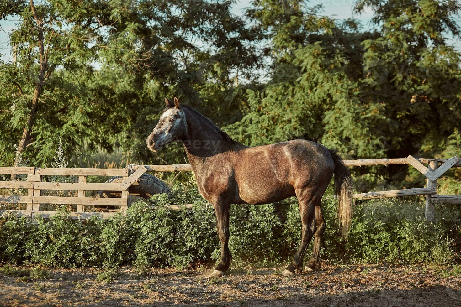 bonito cavalo dentro a Pomar, pasto. Fazenda. rancho. foto