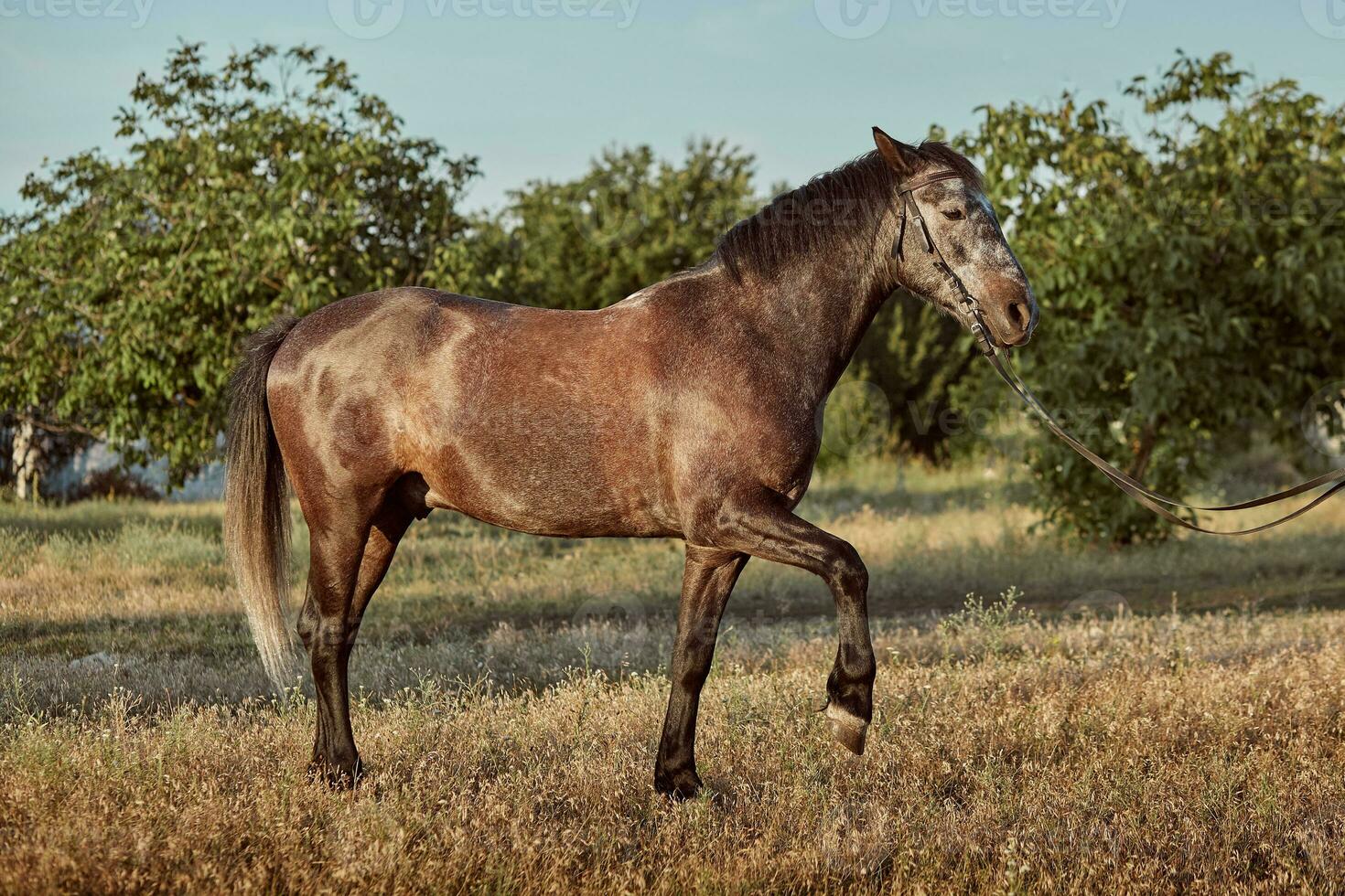 retrato do baía cavalo dentro verão em a campo foto