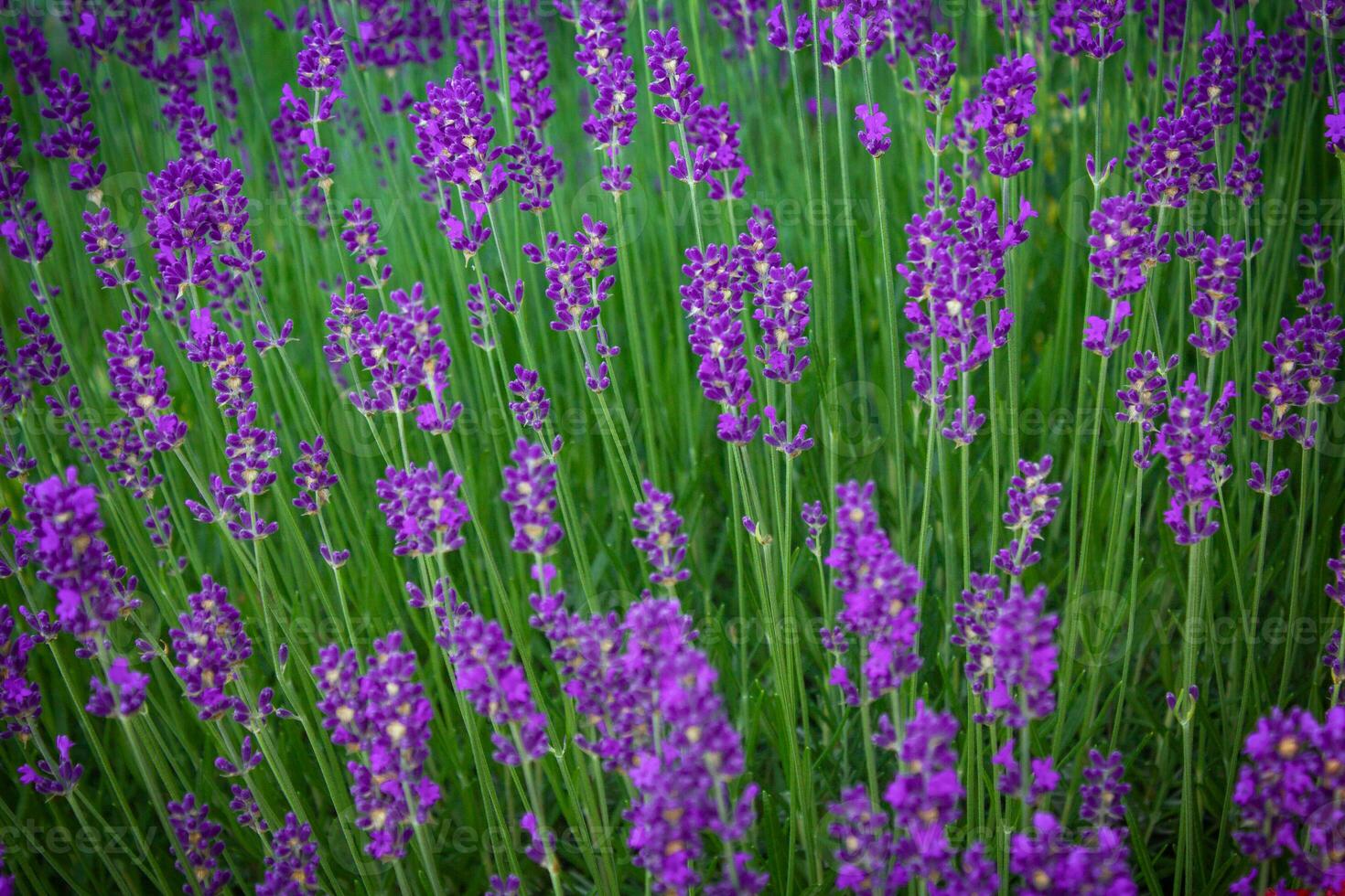 florescendo roxa lavanda. lavanda campo. natureza papel de parede foto