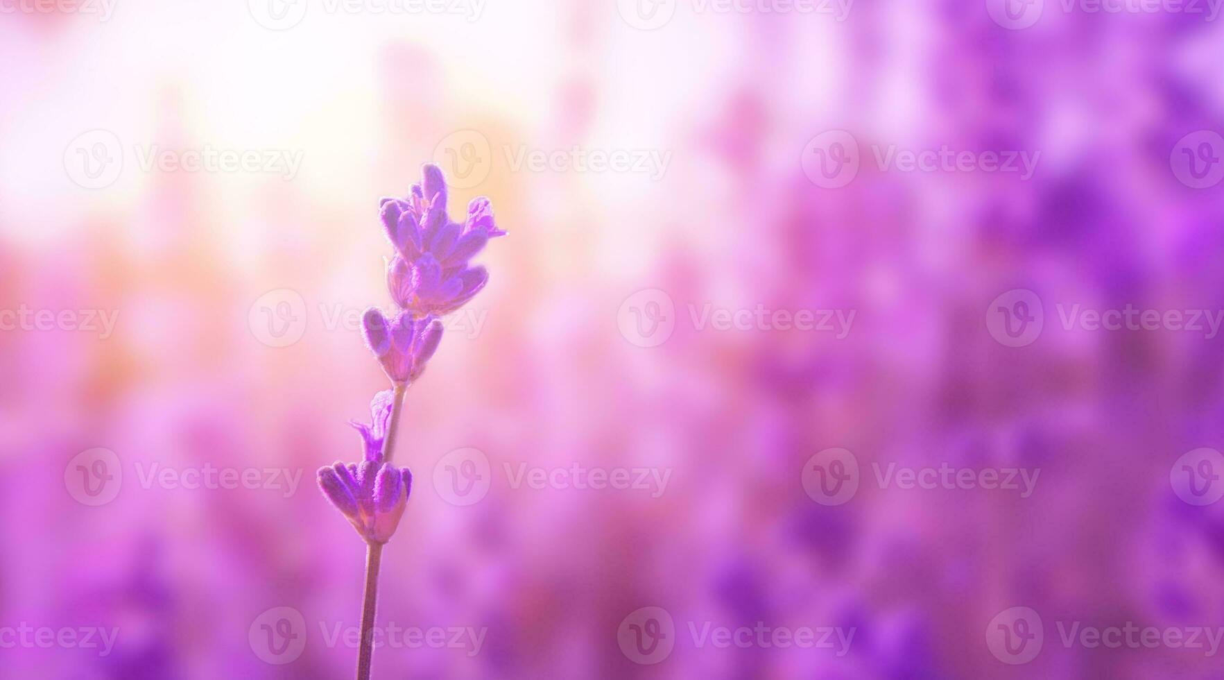 lavanda flor em a campo. floral fundo foto