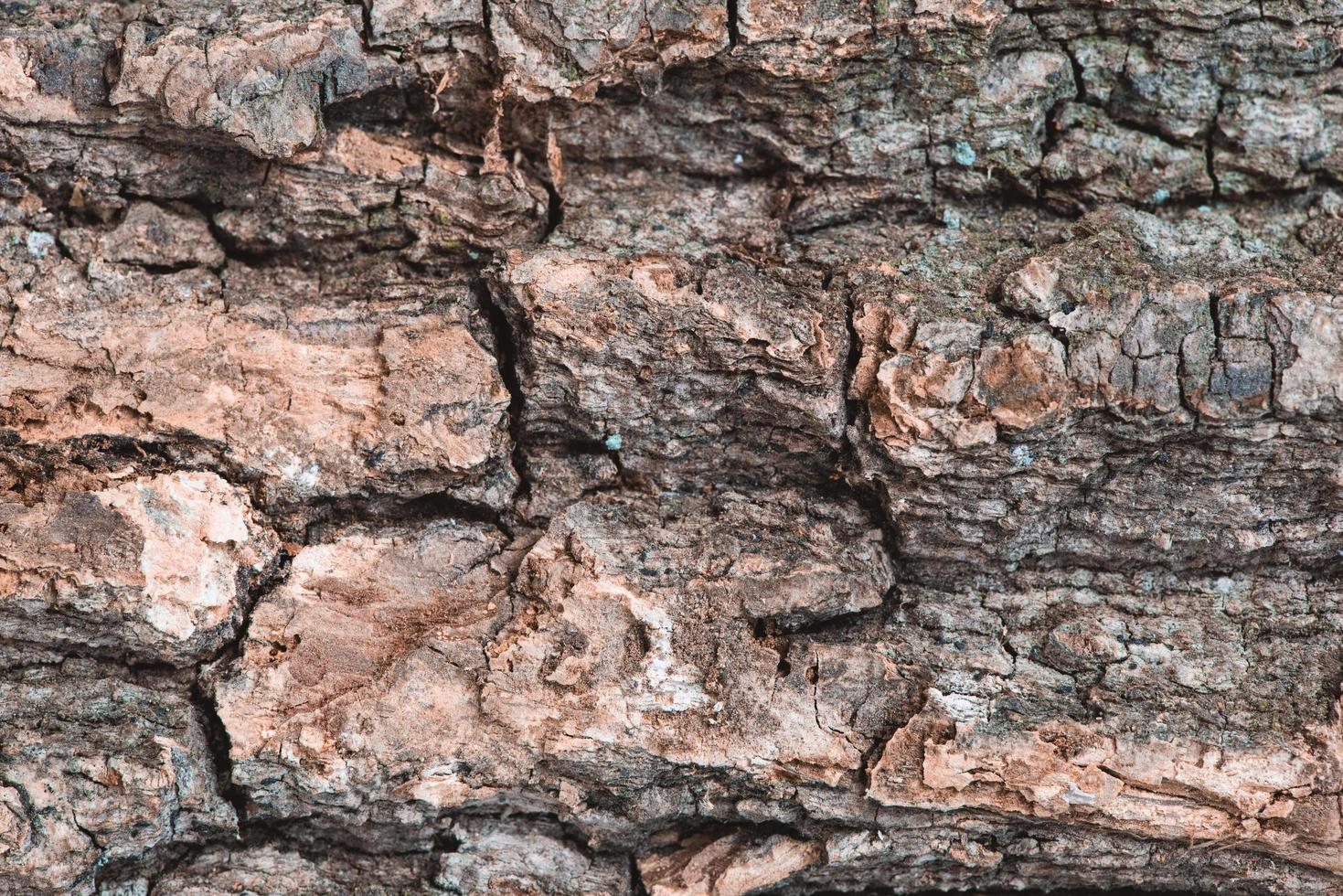 textura de madeira closeup - casca de um velho carvalho foto