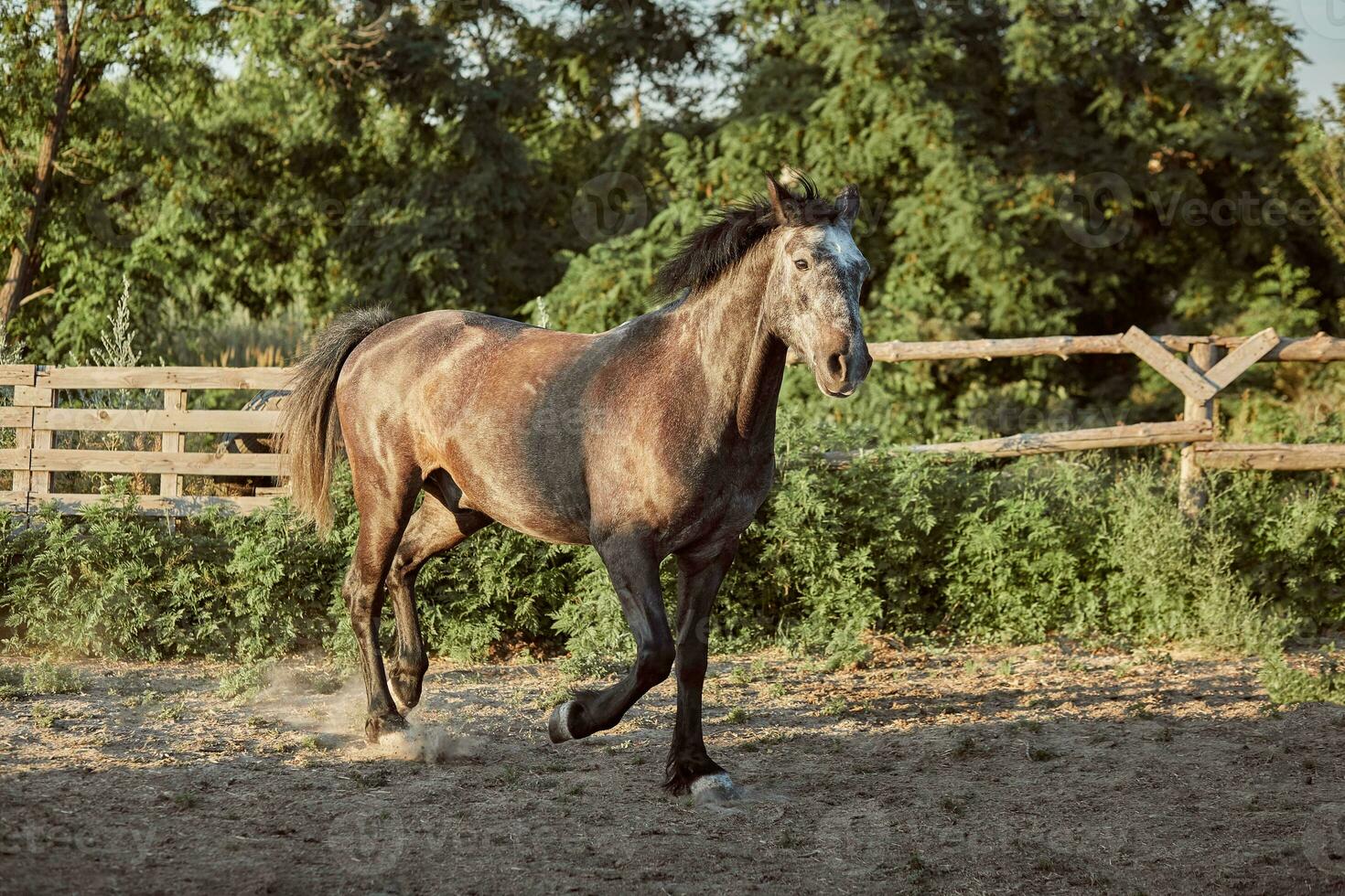 cavalo corrida dentro a Pomar, pasto em a areia dentro verão foto