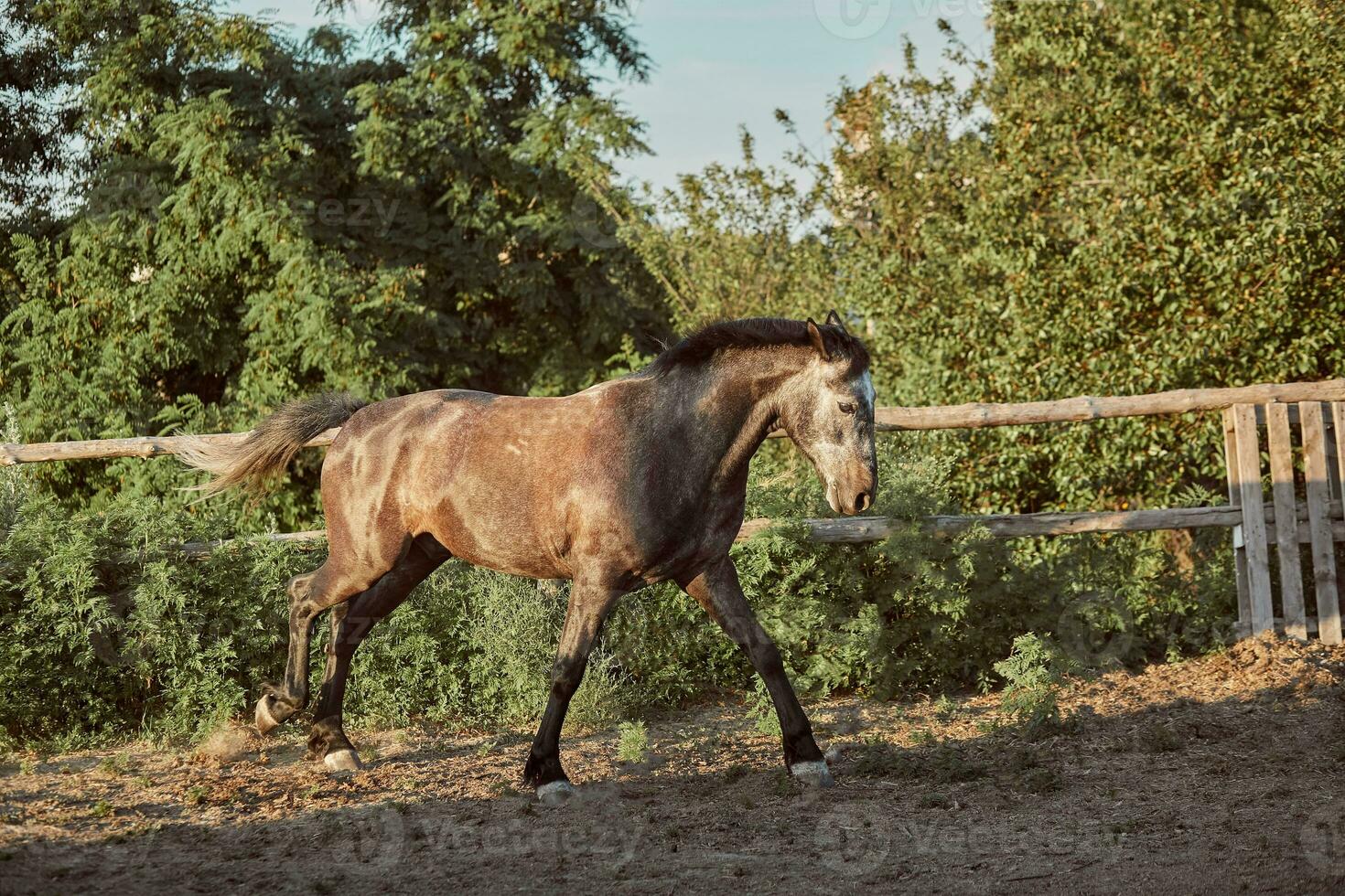 cavalo corrida dentro a Pomar, pasto em a areia dentro verão foto