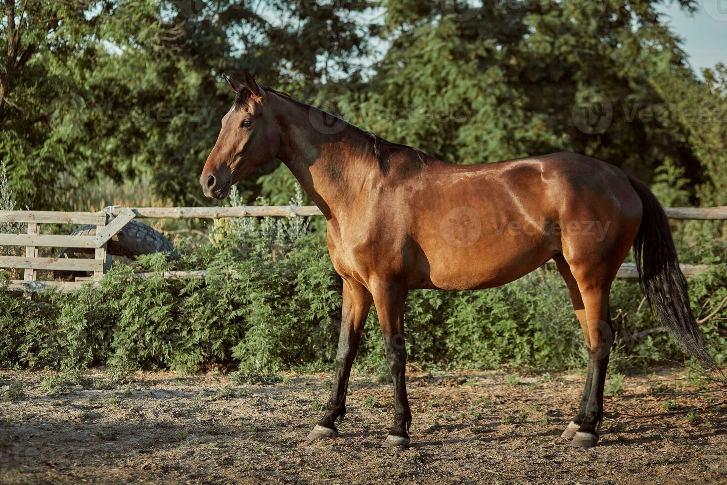 bonito cavalo dentro a Pomar, pasto. Fazenda. rancho. foto