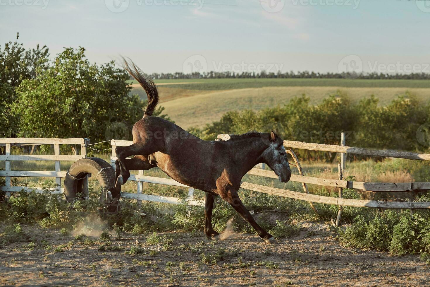 cavalo corrida dentro a Pomar, pasto em a areia dentro verão foto