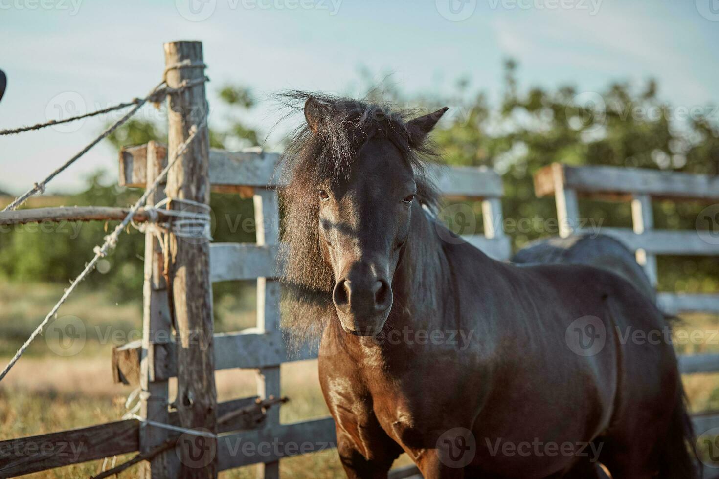 bonito cavalo dentro a Pomar, pasto. Fazenda. rancho. foto