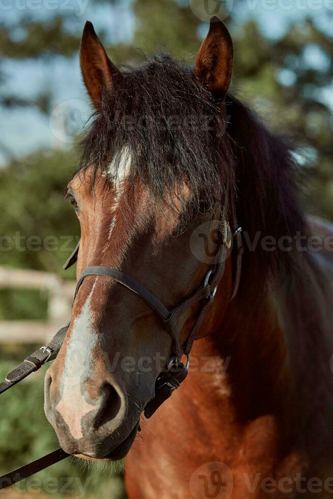 lindo Castanho cavalo, fechar-se do focinho, fofa olhar, juba, fundo do corrida campo, curral, árvores foto