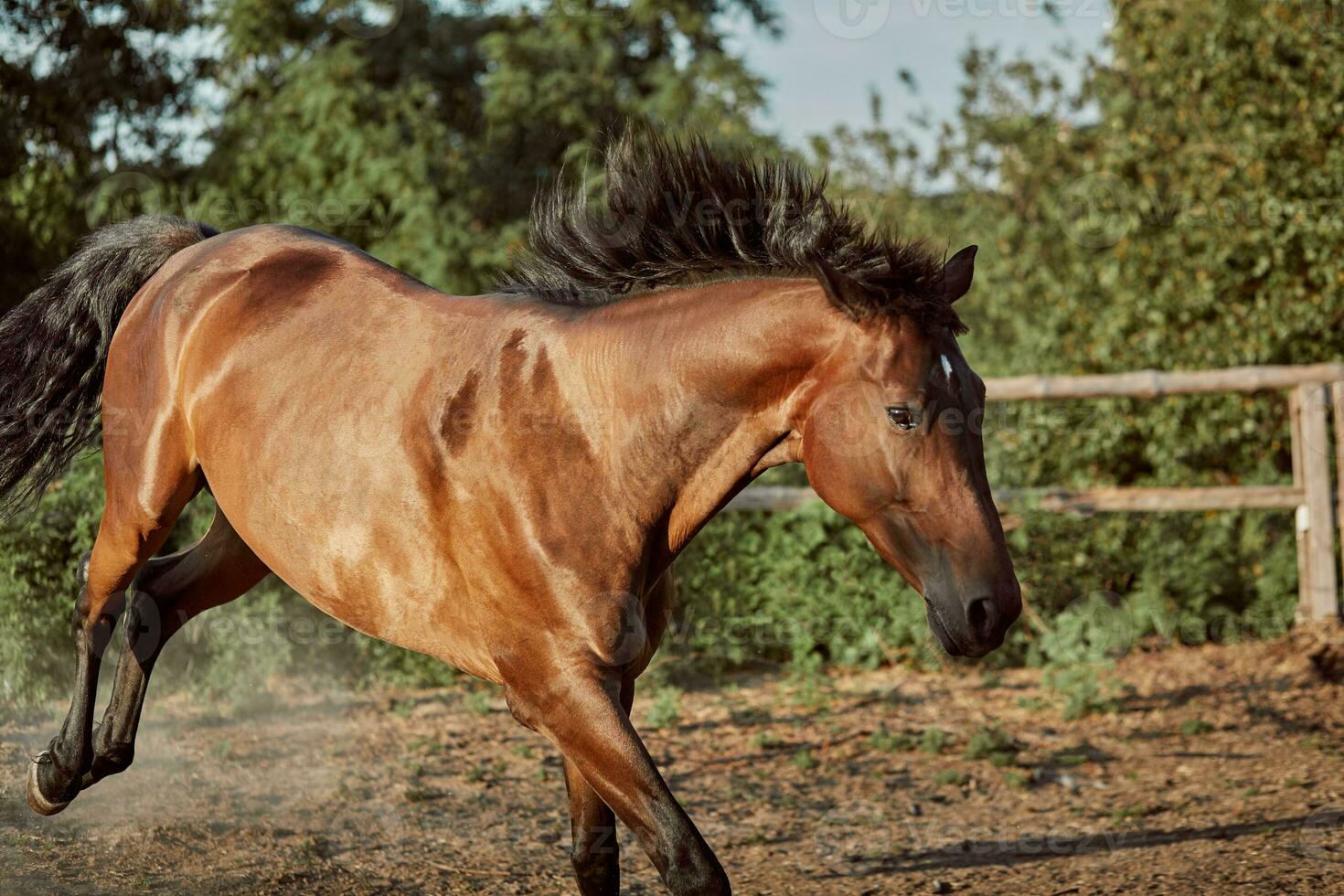 cavalo corrida dentro a Pomar, pasto em a areia dentro verão foto