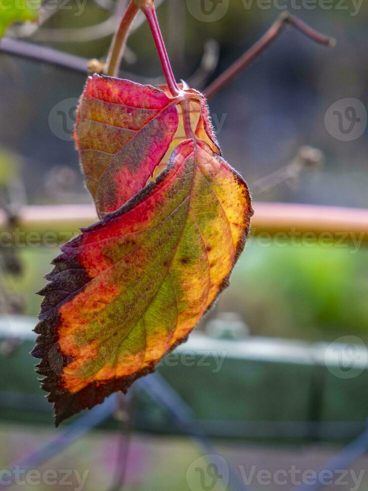 isto foto mostrar colorida folhas e fechar ups do micro partes do plantas