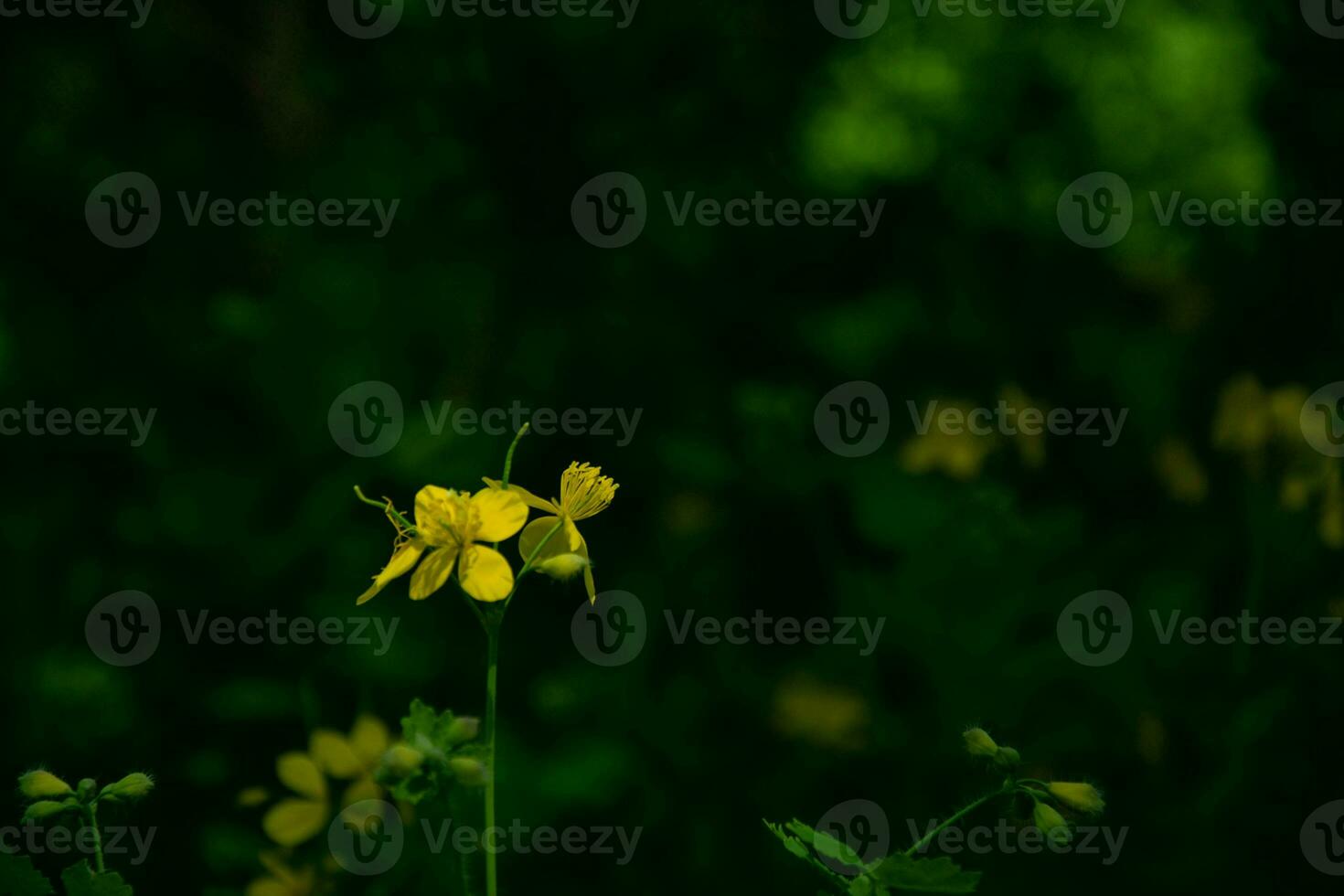 brilhante amarelo celandine em Sombrio verde bokeh fundo. quelidônio majus. foto