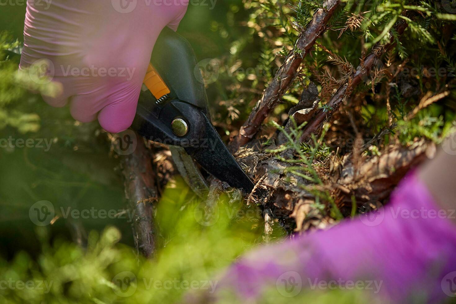 mãos do produtor dentro Rosa luvas estão aparar uma galhos do cheio verde arbusto usando poda tesoura de jardim. jardineiro é recorte cerca dentro Primavera. fechar acima foto