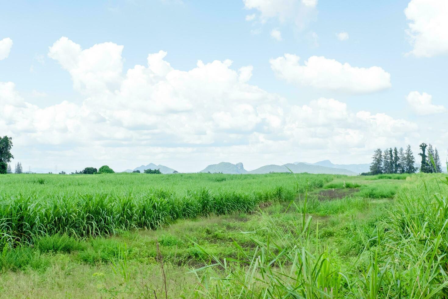 panorama do flores, montanhas e céu no meio natureza foto