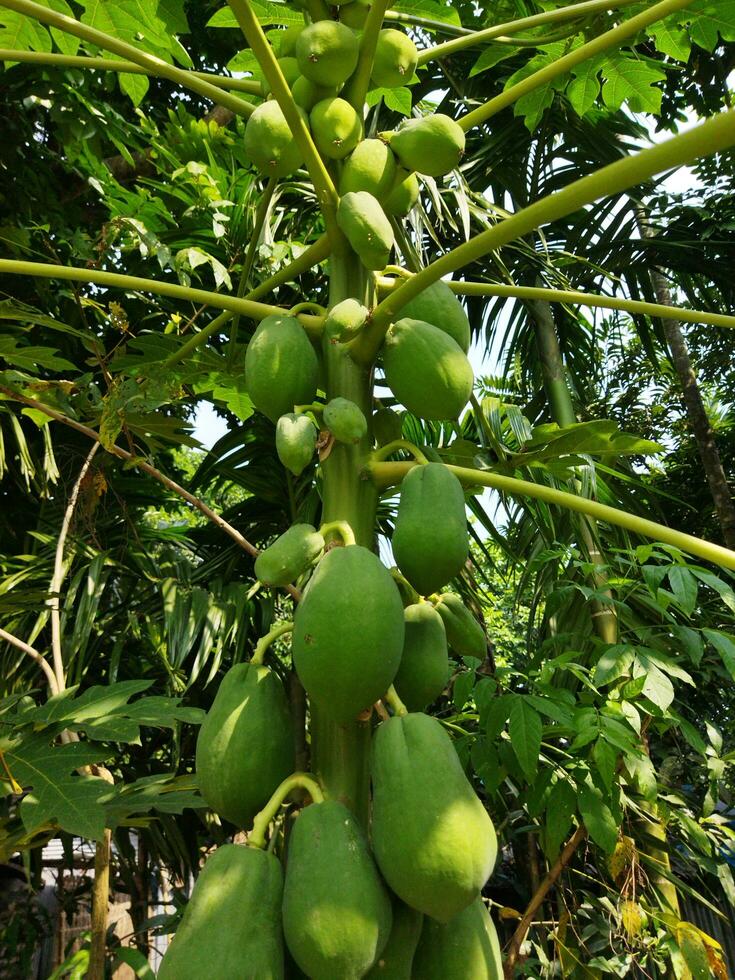 mamão é uma delicioso e muito benéfico fruta para saúde. mamão é adiante do muitos frutas dentro termos do nutrientes. isto tem cura propriedades para muitos doenças. mamão pode estar comido ambos cru e maduro. foto