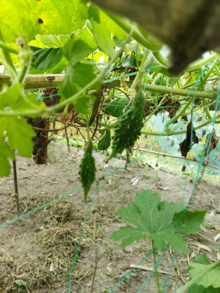 nutriente conteúdo por 100 gramas do comestível amargo cabaças 2,5 g carboidratos, 4.3 g cálcio, 14 mg ferro, 1.8 mg caroteno foto