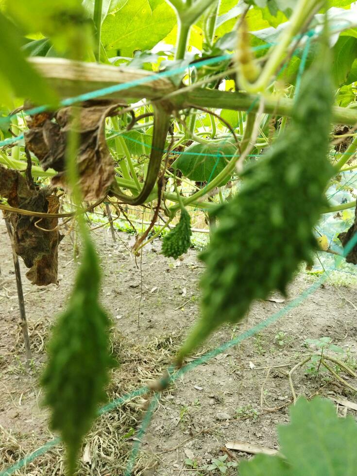 nutriente conteúdo por 100 gramas do comestível amargo cabaças 2,5 g carboidratos, 4.3 g cálcio, 14 mg ferro, 1.8 mg caroteno foto