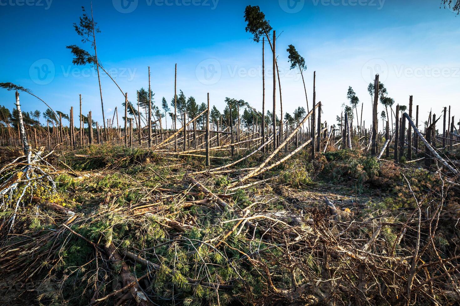 destruído floresta Como a efeito do Forte tempestade foto