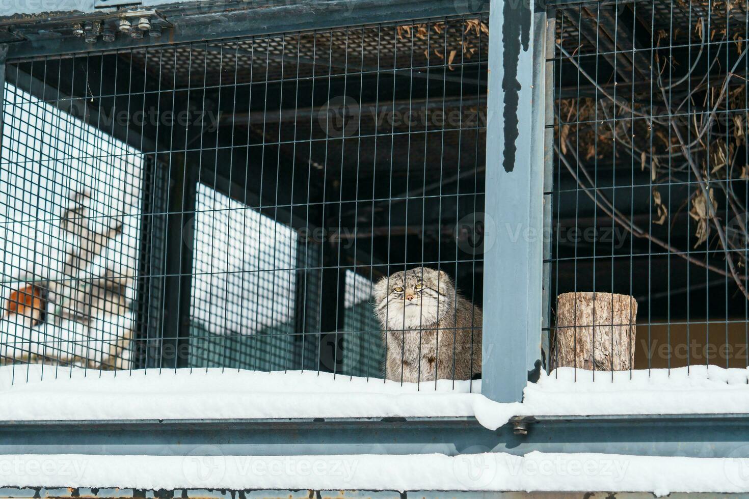 pallas s gato ou felis manul às asahiyama jardim zoológico dentro inverno temporada. ponto de referência e popular para turistas atrações dentro Asahikawa, Hokkaido, Japão. viagem e período de férias conceito foto