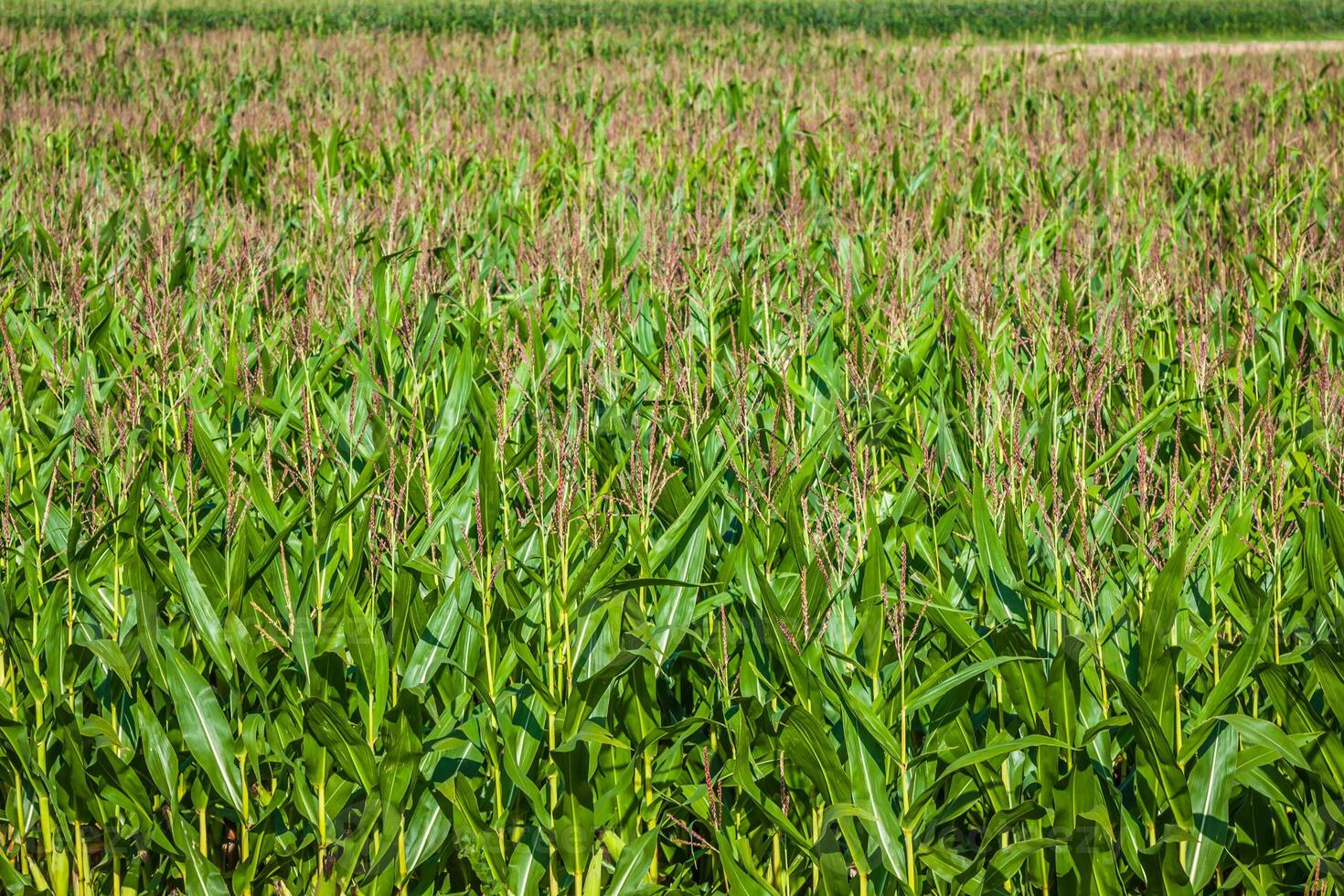 verde milho campo dentro a França foto