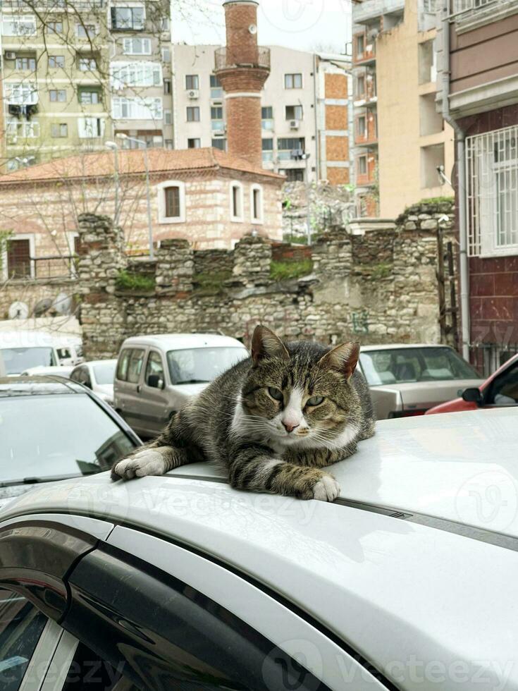 uma gato deitado em a cobertura do uma carro, olhando às Câmera, Istambul, Peru foto