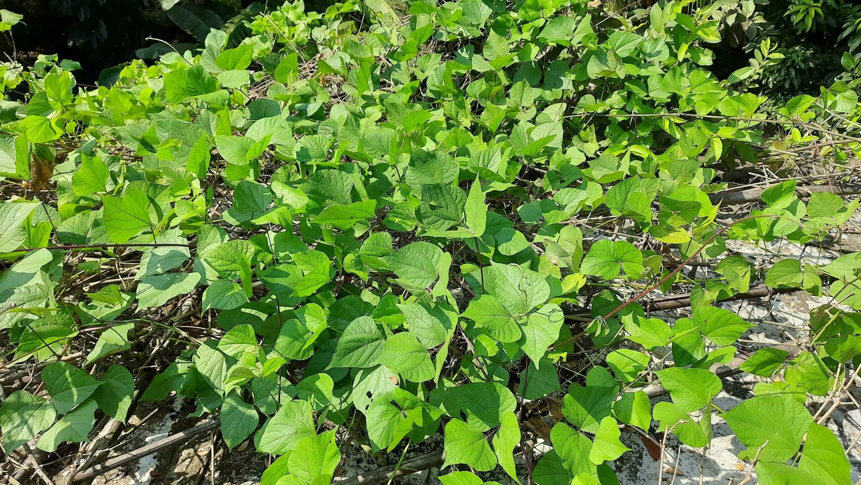 verde feijão plantar parece fresco foto