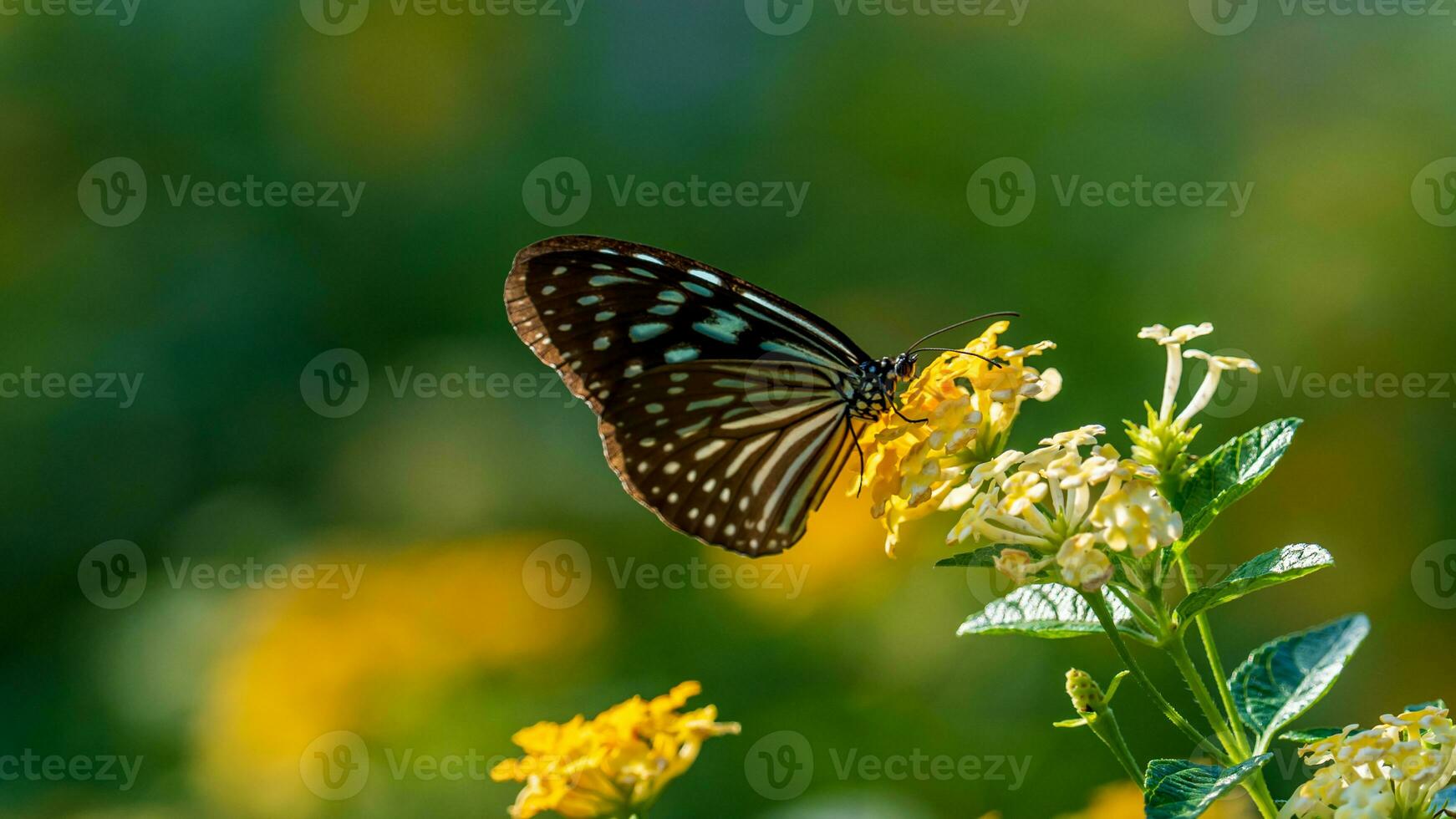 lindo imagem dentro natureza do monarca borboleta em lantana flor. foto