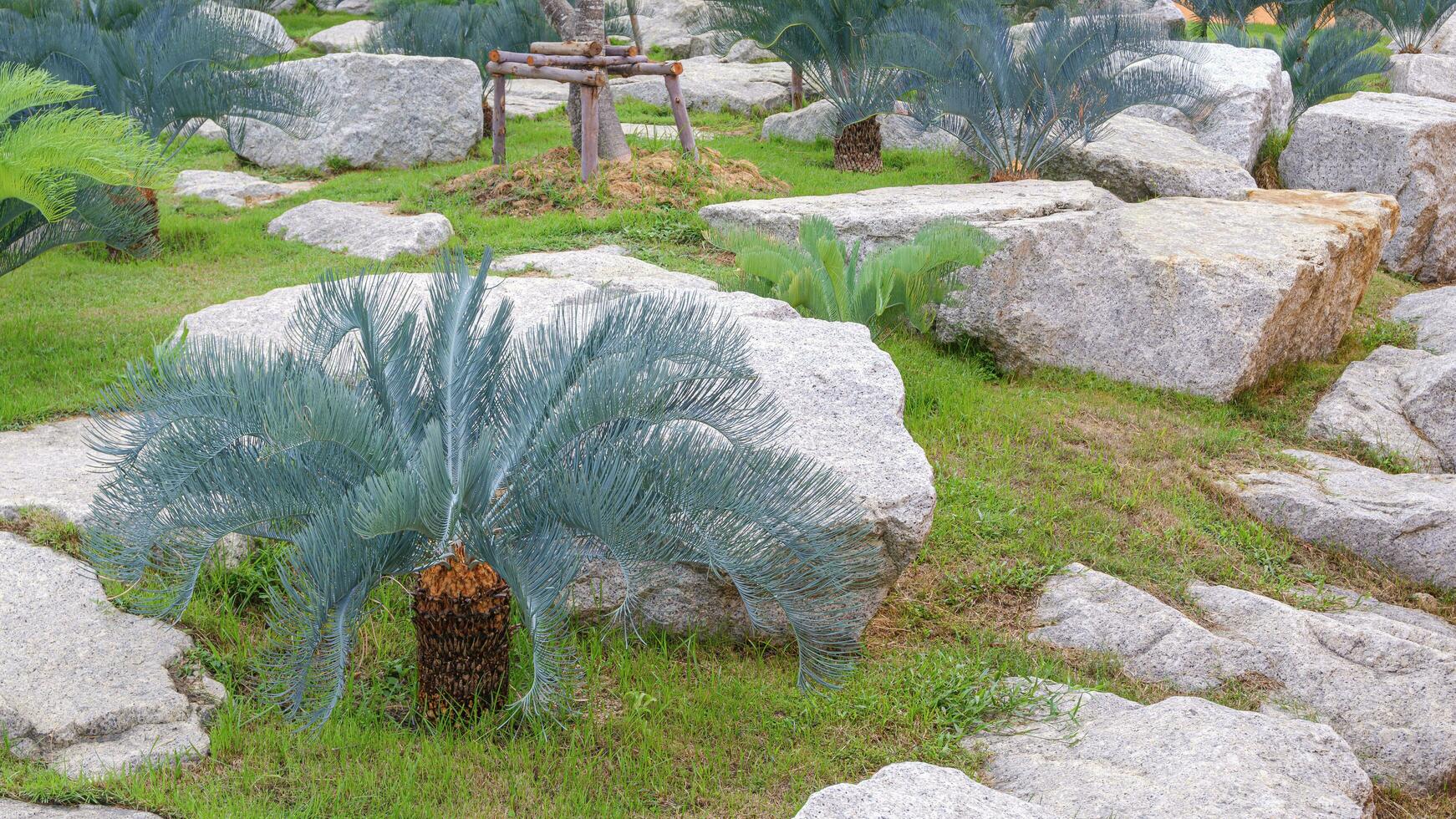 lindo cycas cairnsiana grupo com ampla branco pedras em verde gramado dentro Rocha jardinagem área às público parque foto