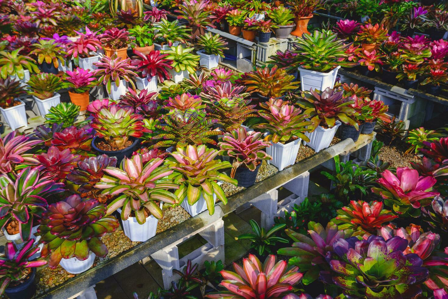 muitos diferente tipos colorida bromélia plantas para vendendo em prateleiras exibição dentro ornamental plantar fazer compras foto