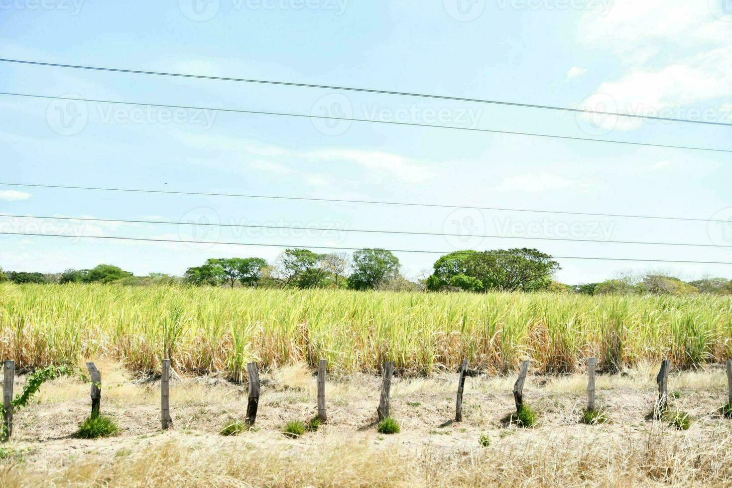 uma campo do açúcar bengala com poder linhas dentro a fundo foto