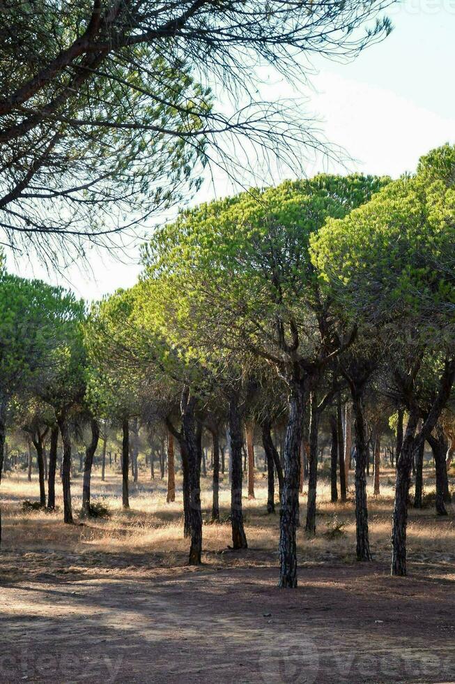 uma grupo do árvores dentro uma parque foto